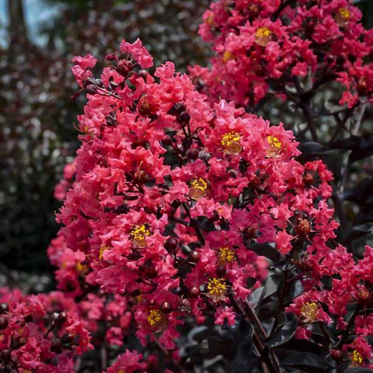 soft pink blossoms with pops of yellow all bursting out of ark red berries