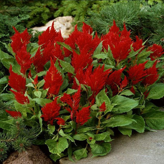 Fresh look red celosia in the garden