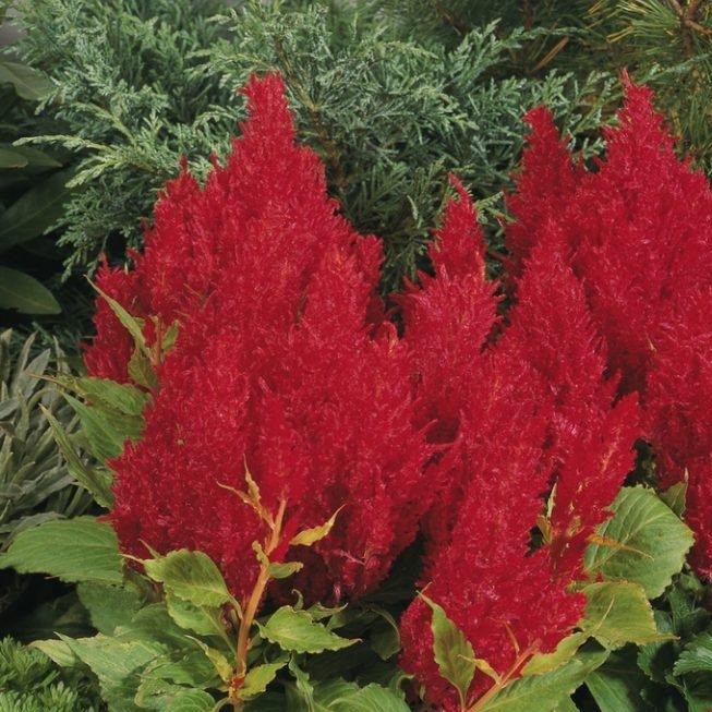 Fresh Look red celosia huge red plumes