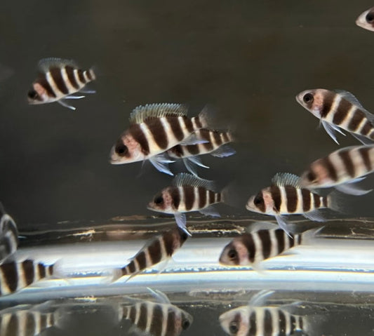 Burundi Frontosa swimming in a tank with a dark background