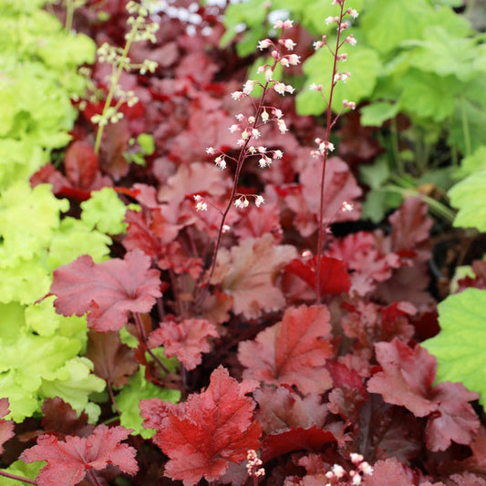 rich red foliage on heuchera dolce cherry