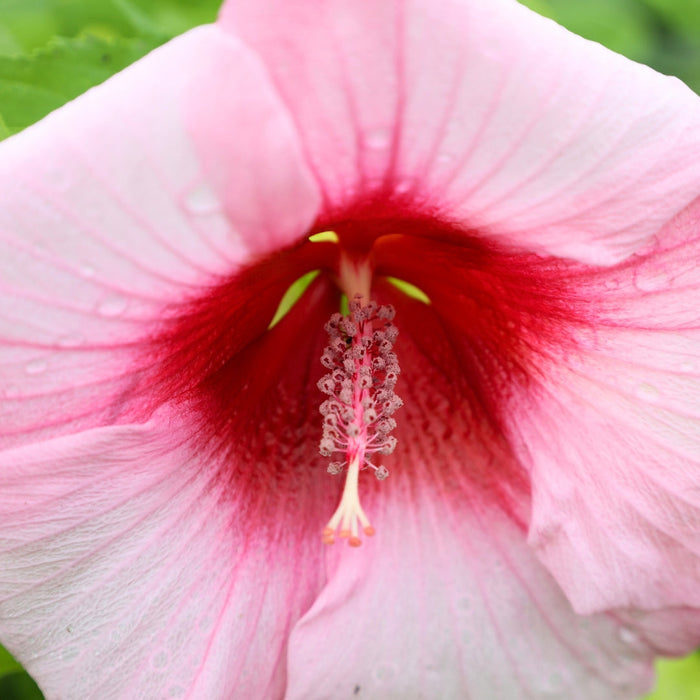 hardy hibiscus lady baltimore summer blooming perennial