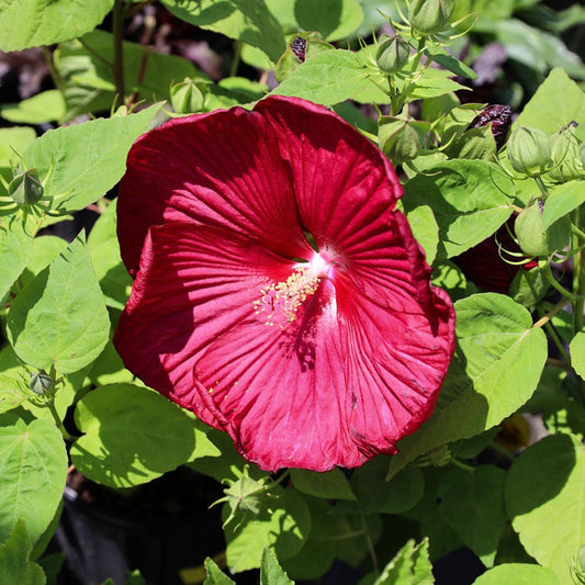 luna red hibiscus