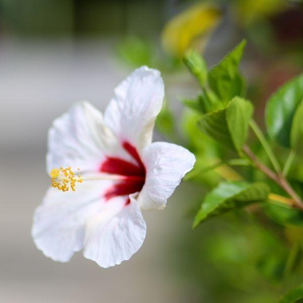 close up of Hibiscus Luna White, white flower with red center and yellow stamen. blurred background