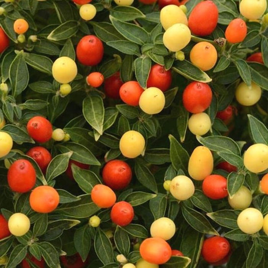 Hot Pops Yellow Ornamental Pepper with round yellow, orange, and red fruit on compact green foliage in a fall container