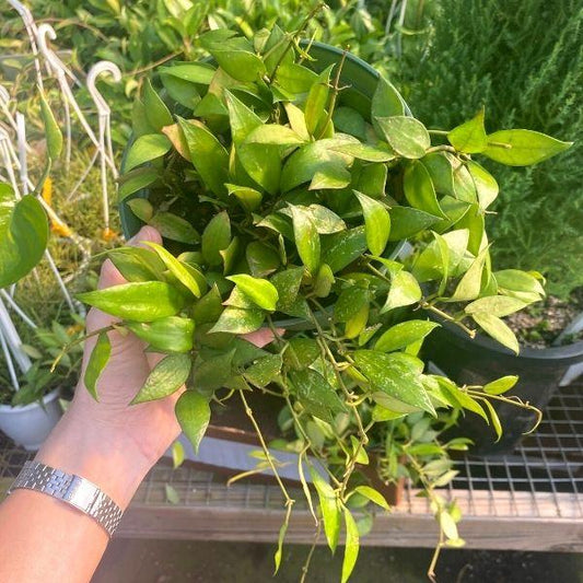 hoya gracilis plant with green foliage in a nursery pot in a greenhouse