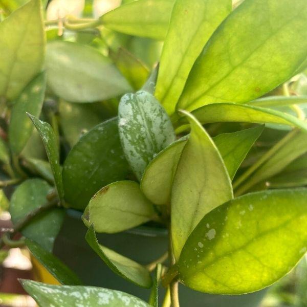 hoya gracilis close up of green and white foliage