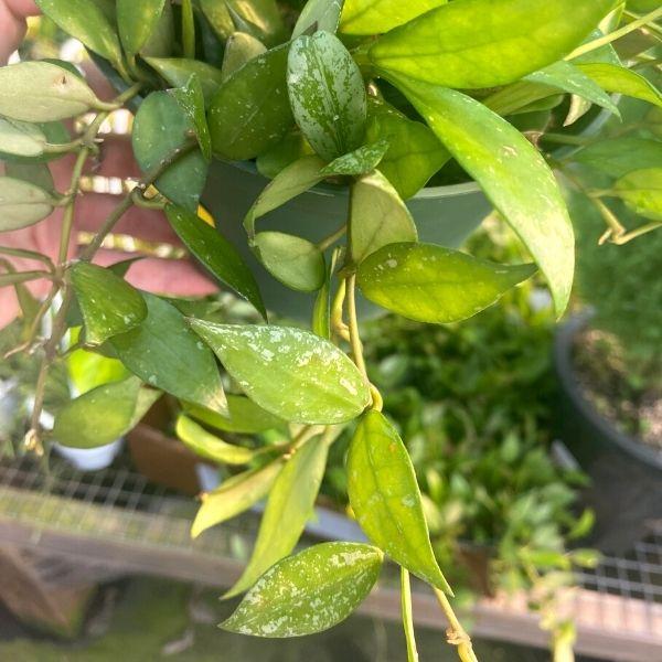 trailing stem of hoya gracilis green and white speckled foliage