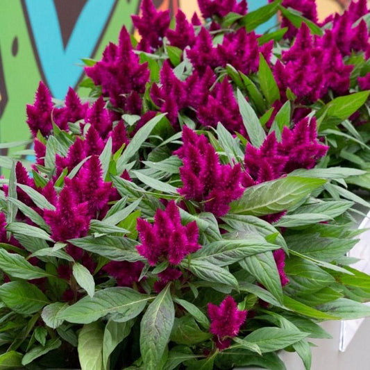 Intenz Dark Purple Celosia in planter