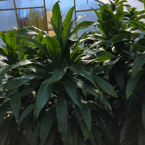 extra large janet craig dracaena