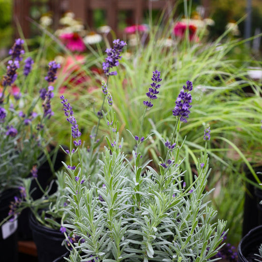 lavender super blue