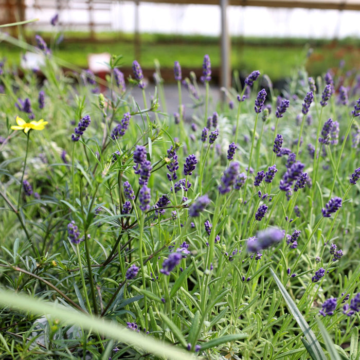 super blue lavender blooms