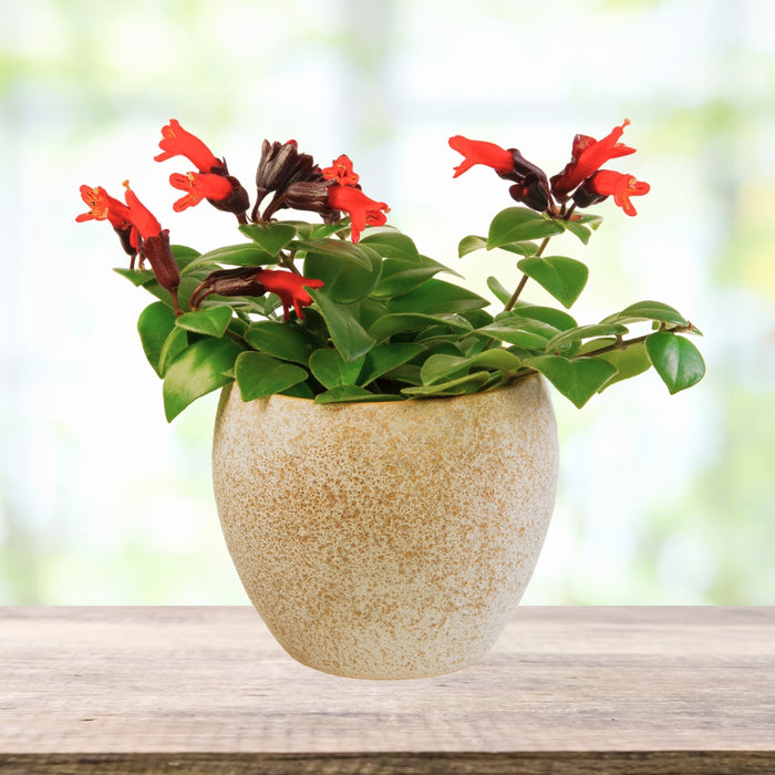 stunning lipstick plant in bloom