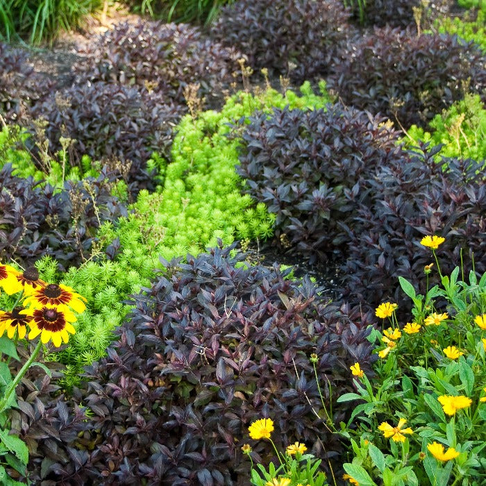 dark purple foliage on the midnight wine weigela shrubs