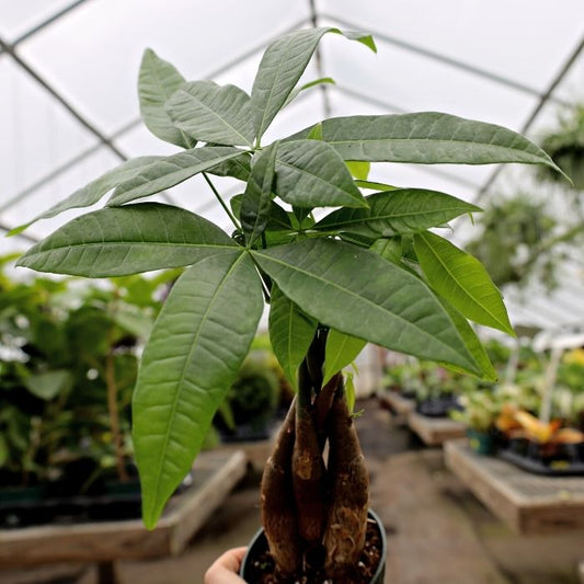 Money tree plant close up