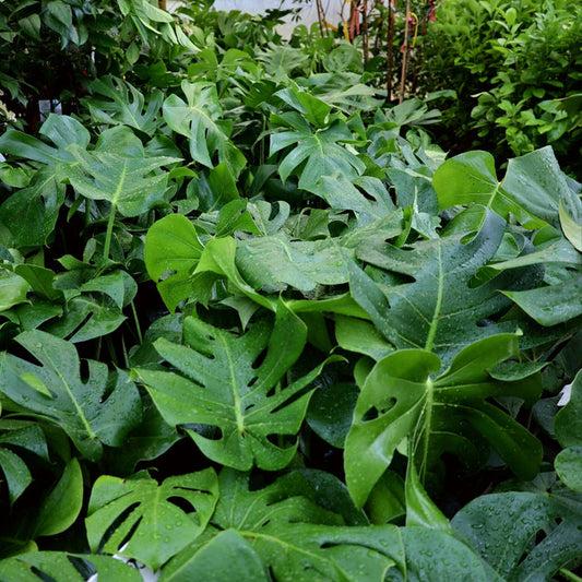 Mature Monstera Deliciosa showing upright stems and large, split leaves.