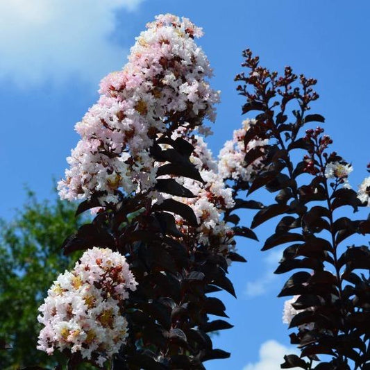 Moonlight magic crape myrtle with fluffy white blossoms and pops of yellow
