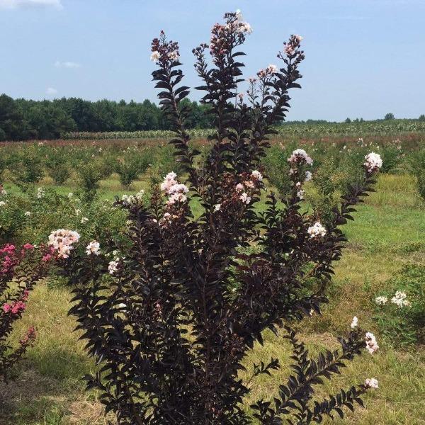 Dark green glossy foliage of the moonlight magic crape myrtle shrub