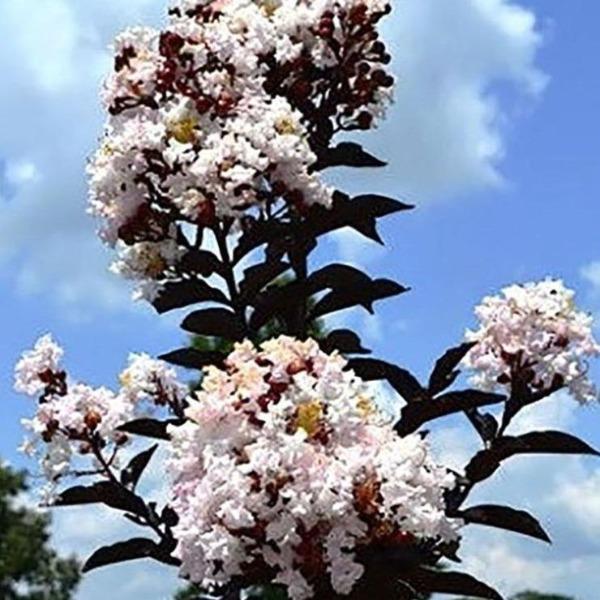 Moonlight magic white flowers popping out of dark red berries