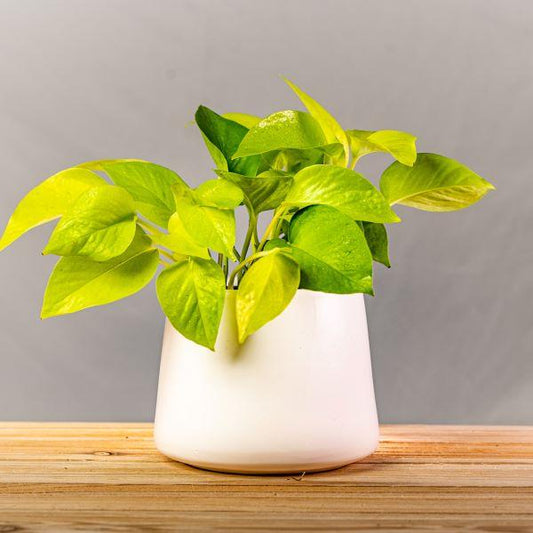 Neon Pothos bright yellow foliage in showy white pot