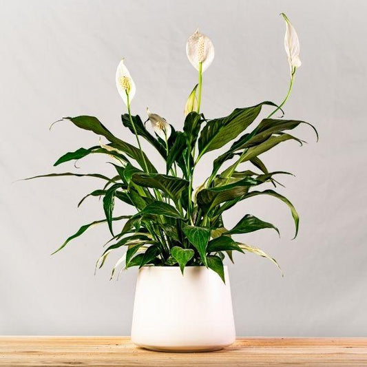 Peace lily (Spathiphyllum) is a houseplant with glossy green leaves and white blooms in a bright room, perfect for low-light indoor décor.