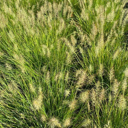 compact-growing lumen gold fountain grass