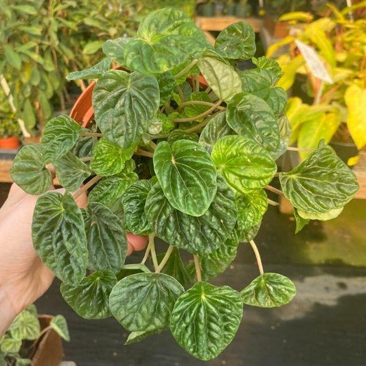 peperomia emerald ripple plant in a nursery pot in greenhouse