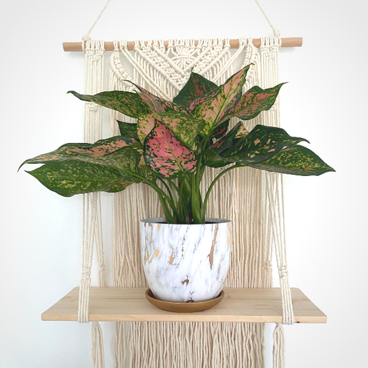 pink aglaonema houseplant on top of a wooden macramé shelf