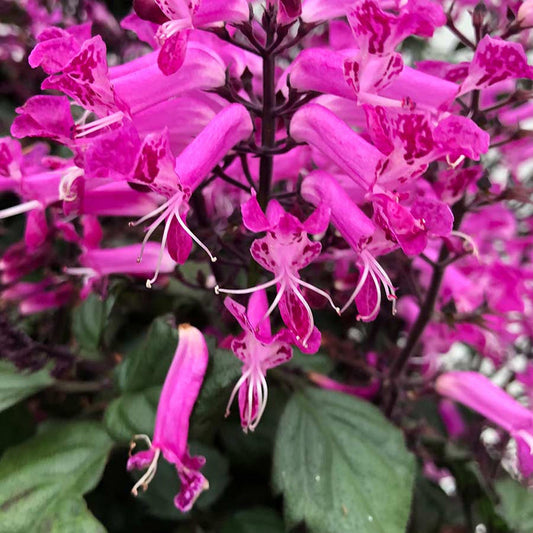 Plectranthus Velvet Starlet produces pink flowers