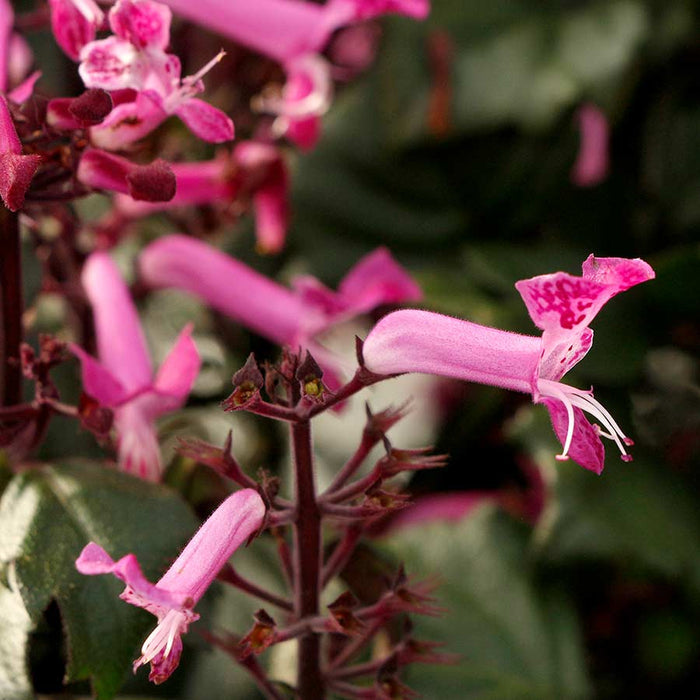 pink flowering plectranthus
