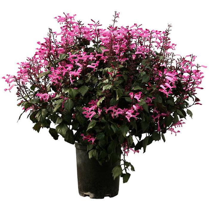 Plectranthus Starlett in container