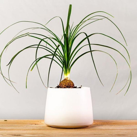 Medium-sized Ponytail Palm in a plastic pot, displaying its bottle-shaped caudex and upright trunk topped with dense, curly, ponytail-like foliage.