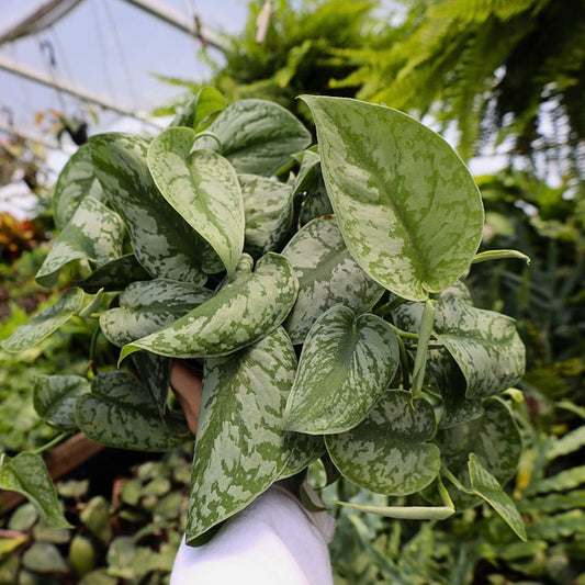 large silvery leaves on silver satin pothos