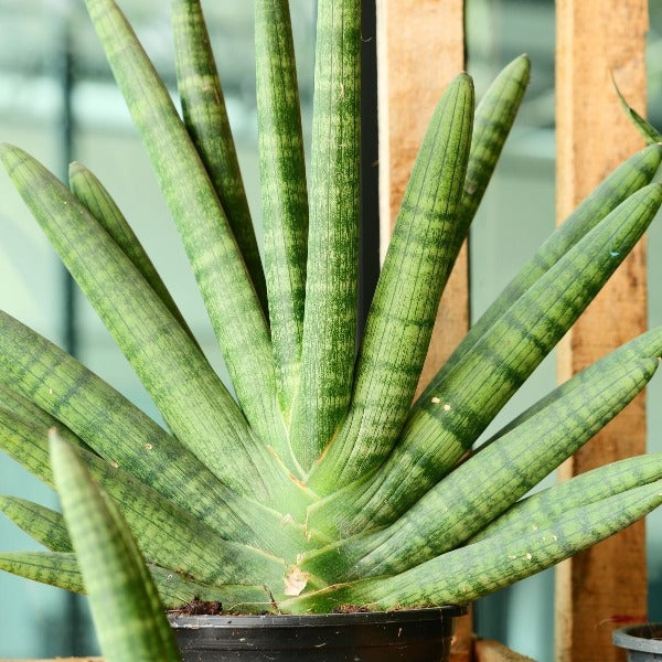 starfish snake plant with cylindrical leave