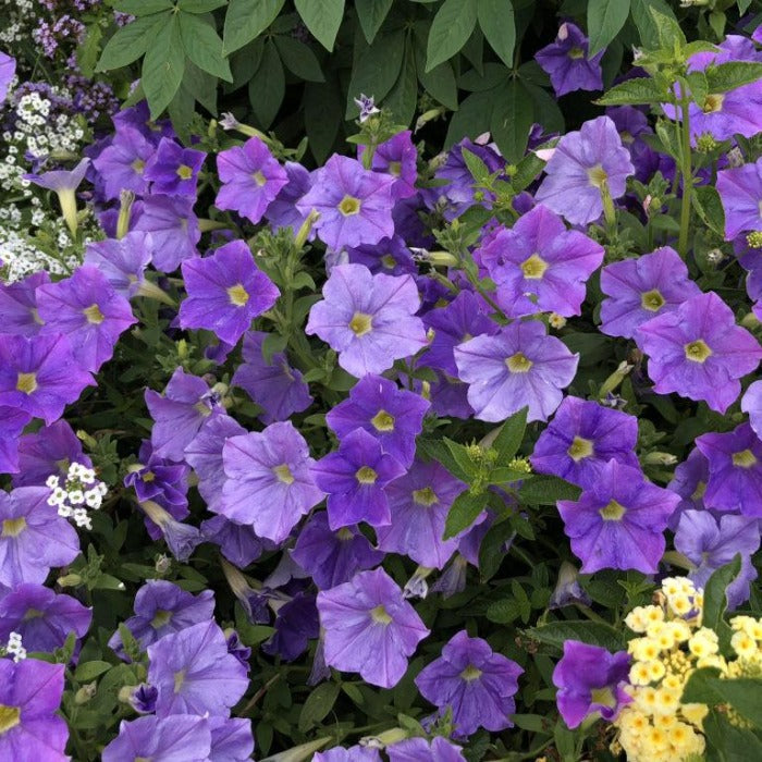 Supertunia Blue Skies Petunia in mixed container
