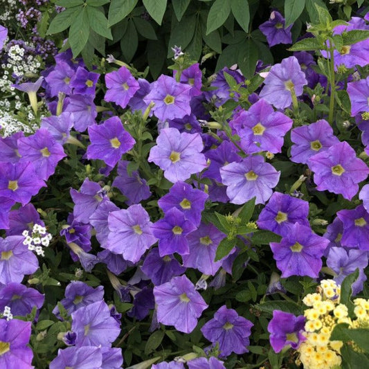 Supertunia Blue Skies Petunia in mixed container