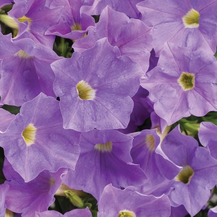 Supertunia Blue Skies Lavender Flowers