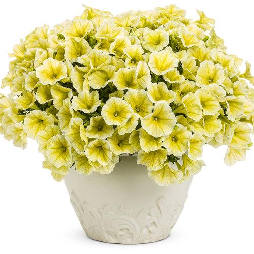 Limoncello Supertunia in Planter