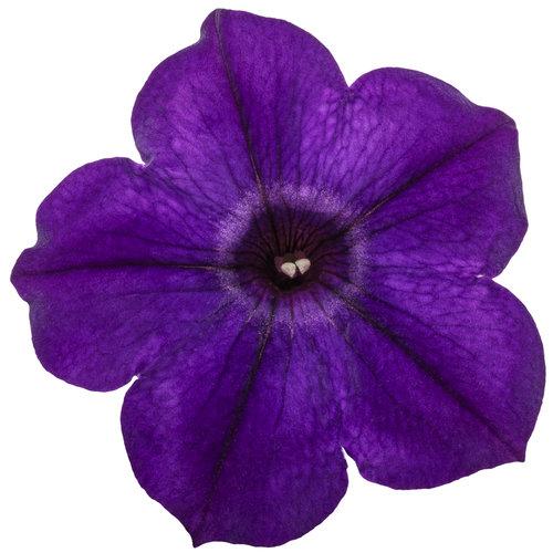 Close up of Supertunia Royal Velvet