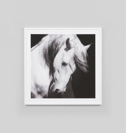 The Majestic Horse