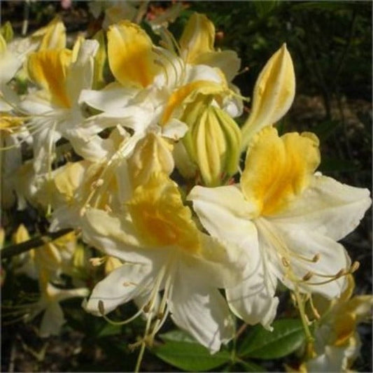 bright sunny-yellow flowers of Weston's Lemon Drop Azalea Shrubs