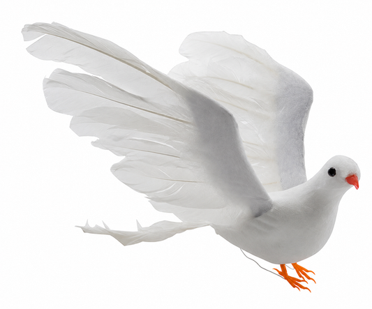 WHITE DOVE - 10" × 6.75"