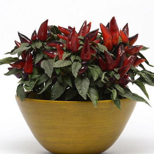 Wicked Ornamental Pepper with glossy green foliage and upright purple-to-red fruit clusters in a fall container
